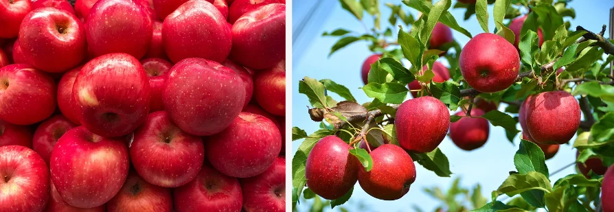 Apple polyphenols Apple polyphenols